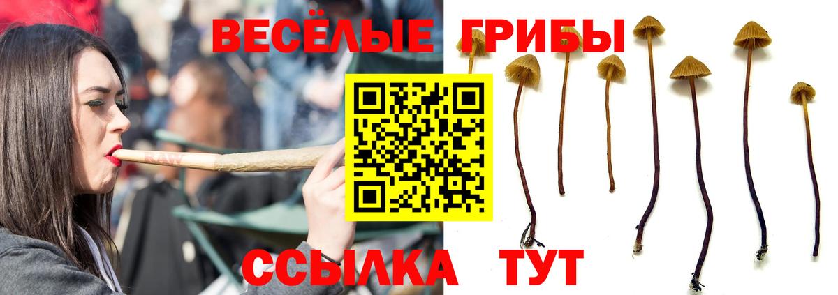 Галлюциногенные грибы прущие грибы Таганрог